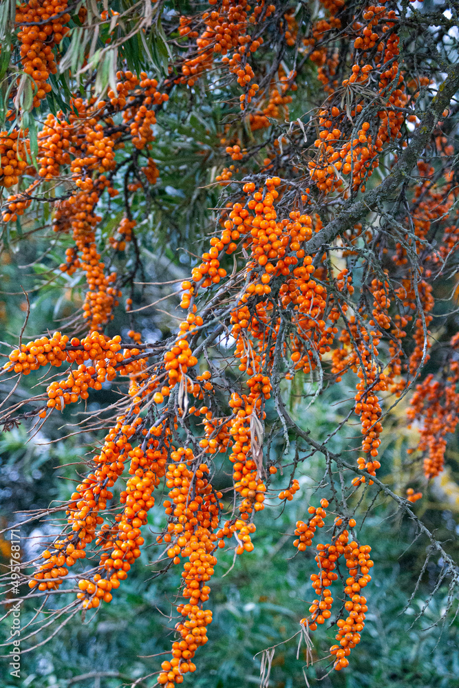 Branch with sea buckthorn berries and green silvery leaves. Branch with sea buckthorn berries and green silvery leaves.