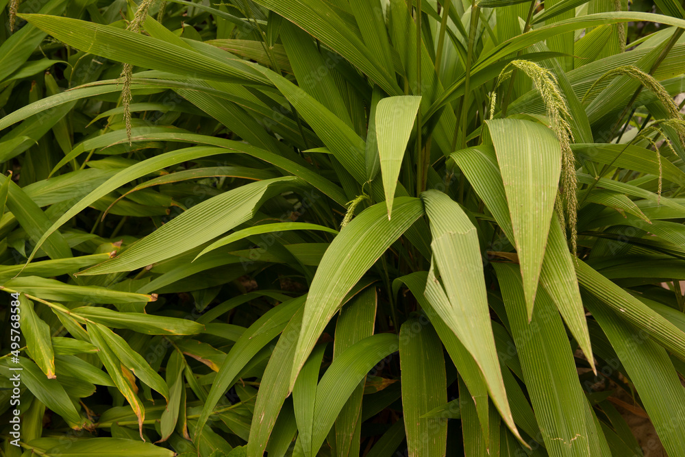 Garden design. Ornamental grasses. Closeup view of Seteria sulcata, also known as Palm Grass, green leaves foliage and flowers, spring blooming in the park. Garden design. Ornamental grasses. Closeup view of Seteria sulcata, also known as Palm Grass, green leaves foliage and flowers, spring blooming in the park.