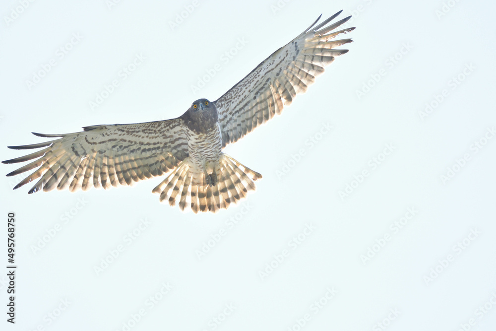 Obraz premium Schlangenadler Frontalansicht