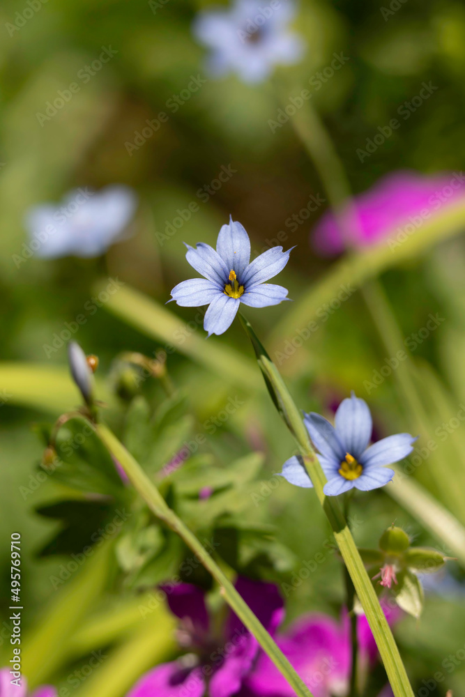 Common Blue-eyed Grass, needletip blue-eyed grass, , strict blue-eyed-grass
