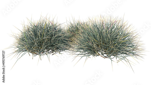 Front view of Plant  Grass Group 3  Tree white background 3D Rendering Ilustracion 3D 
