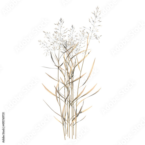 Front view of Plant (Dry tall grass 2) Tree white background 3D Rendering Ilustracion 3D 