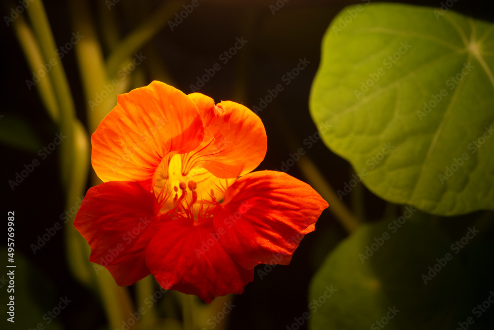 Fototapeta premium Flor al amanecer