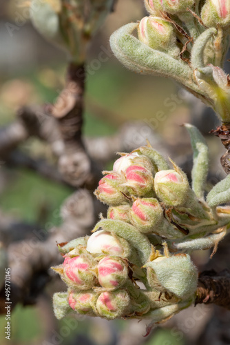 Close up of buds emerging on a pear tree