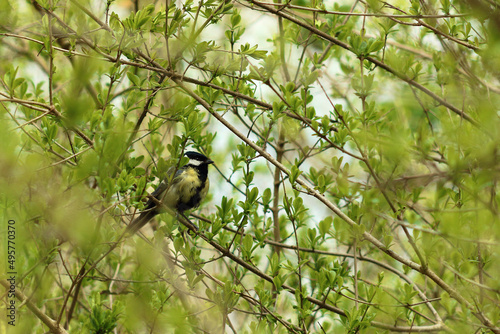 Great tit bird perched on a tree trig in the forest in spring photo