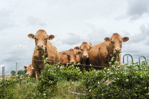 cows on a meadow looking at camera