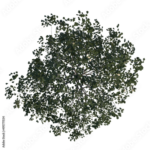 Top view of Tree ( Oak Swamp White 1 ) Plant white background 3D Rendering Ilustracion 3D 