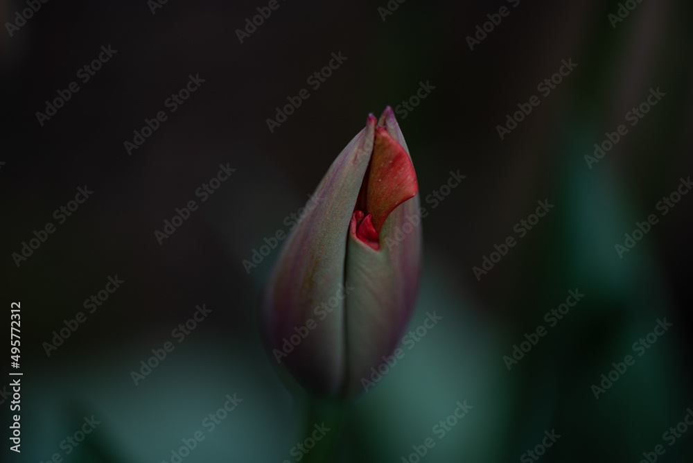 Selectively soft focus spring tulip bud nearly ready to bloom over contrasting cinematic dark background Selectively soft focus spring tulip bud nearly ready to bloom over contrasting cinematic dark background