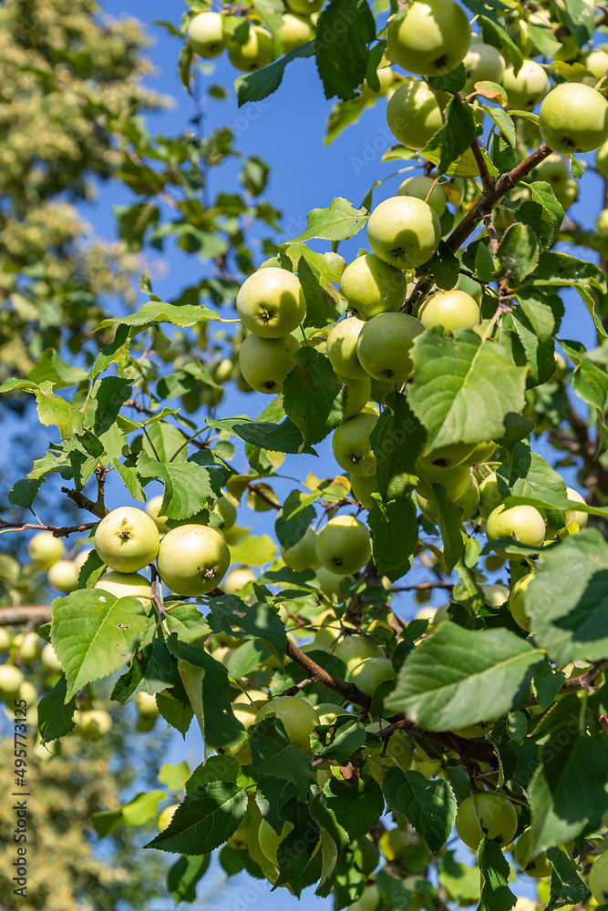 green apples on the branches