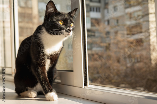 A black and white striped cat sits on the windowsill and looks outside. Selective focus.
