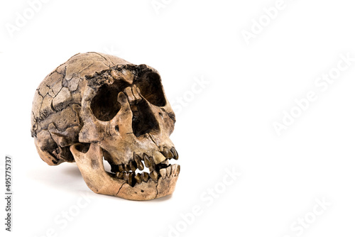 skull of prehistoric man, Skull of homo neanderthalensis isolated on white background with space for text
