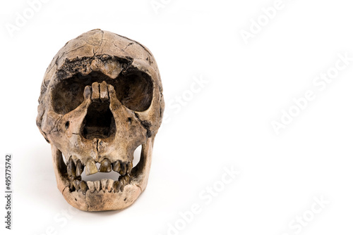 skull of prehistoric man, Skull of homo neanderthalensis isolated on white background with space for text