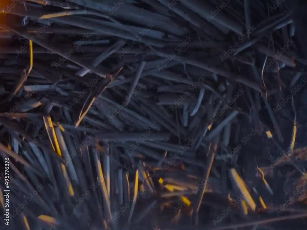grass in the wind