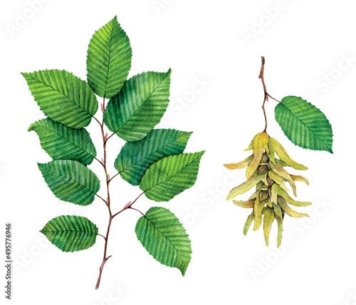 Watercolor European or common hornbeam, Carpinus betulus isolated on white background. Hand drawn painting plant illustration. photo