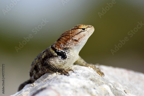 Selective focus shot of an agama lizard on a rock photo