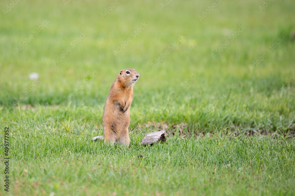 Gopher stands in the grass on a summer day Gopher stands in the grass on a summer day