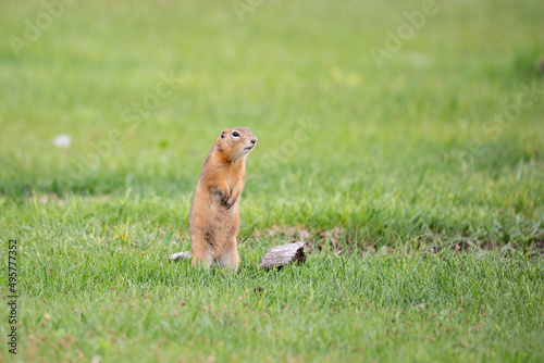 Gopher stands in the grass on a summer day