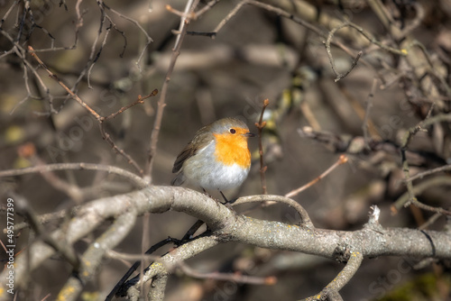Robin bird sits on a tree branch