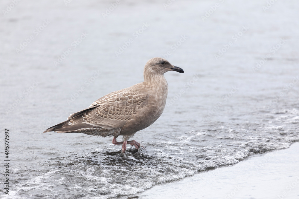 A young seagull walks along the ocean A young seagull walks along the ocean