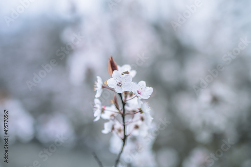 flowering tree in spring selective focus © Marc Andreu
