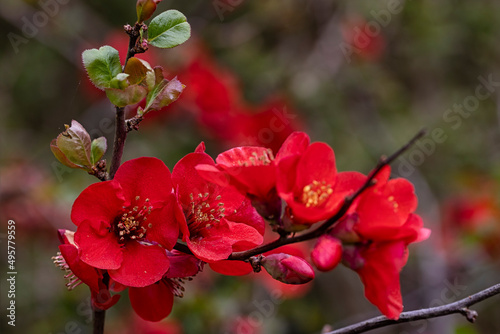 Closeup of flowers of Chaenomeles × superba 'Crimson and Gold' in a garden in spring