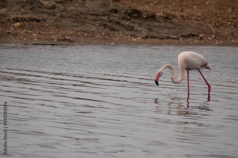 Kuba-Flamingo Phoenicopterus ruber Salinas del Odiel Huelva Spanien