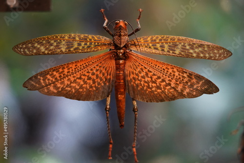Tropidacris　トロピダクリス　バッタ　イナゴ　世界最大のバッタ photo