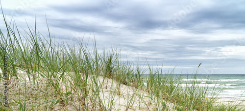 Dune beach on the Curonian Spit  Baltic Sea Curonian Lagoon in Lithuania   with sand  dune grass  blue sky and clouds on a windy summer day.