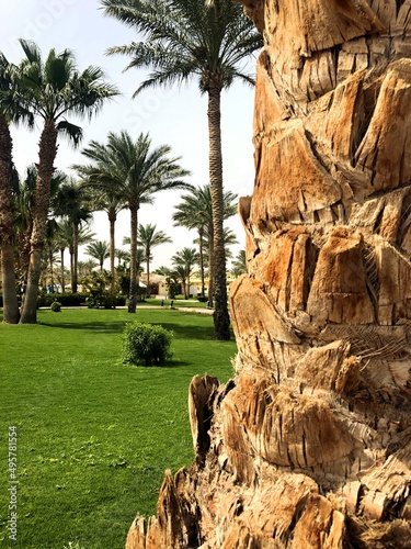 palm trees in the park park, landscape, resort, travel, nature, bushes