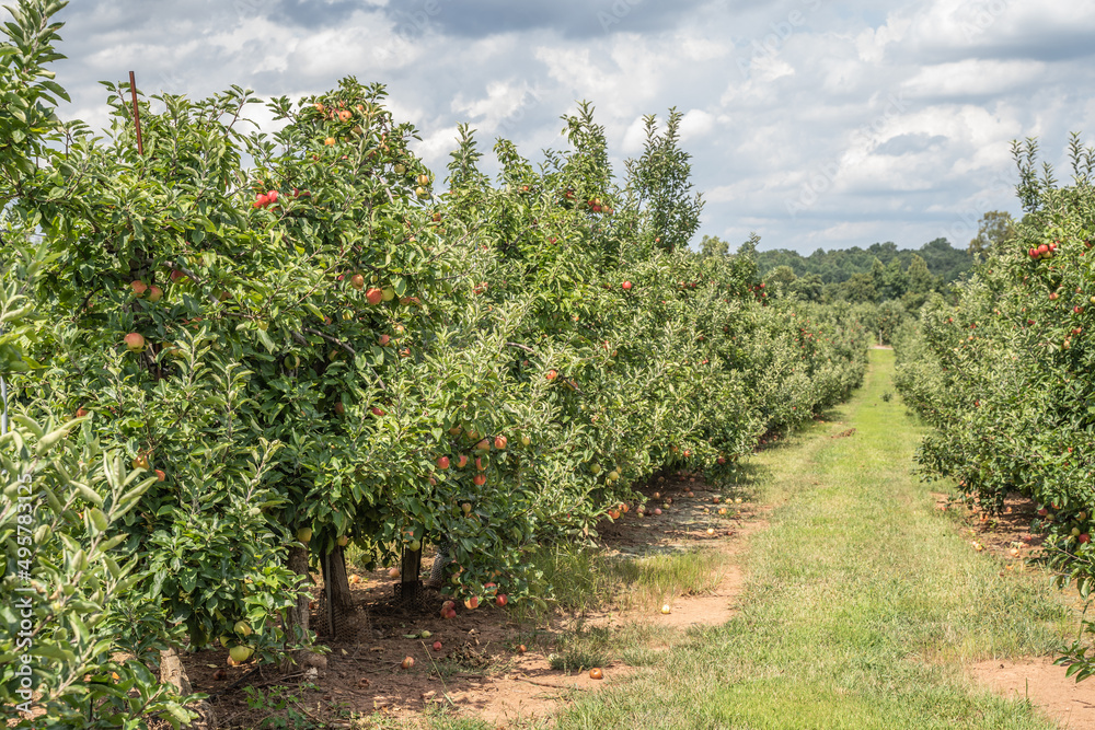 Rows of apple trees at orchard in rural Pennsylvania 