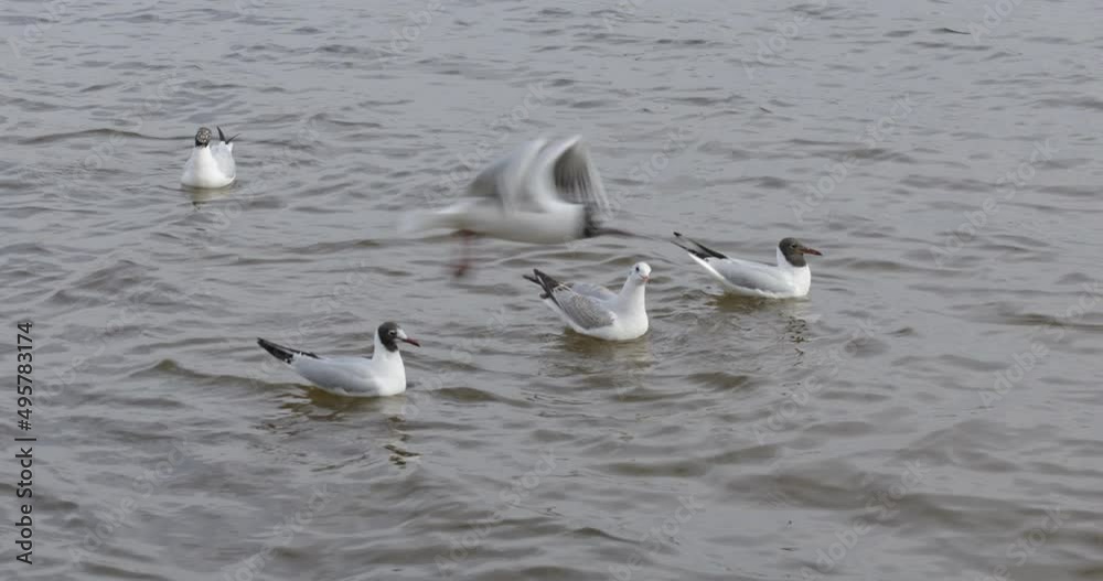 Seagulls fly and swim in the river. The girl feeds the birds with bread. Seagulls fly and swim in the river. The girl feeds the birds with bread.