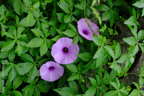 Foto Closeup shot of blooming purple bower plant