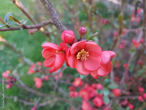 Foto cognassier du japon en fleur, arbuste, Rosaceae