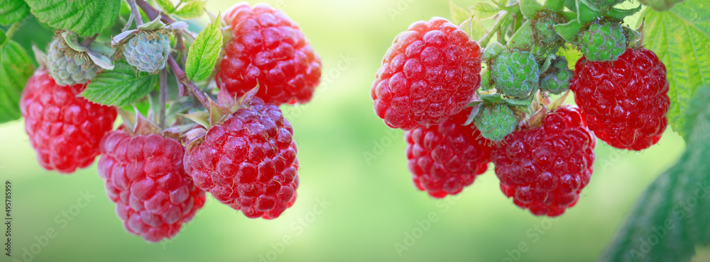 Ripe red raspberry in the summer garden. Ripe red raspberry in the summer garden.