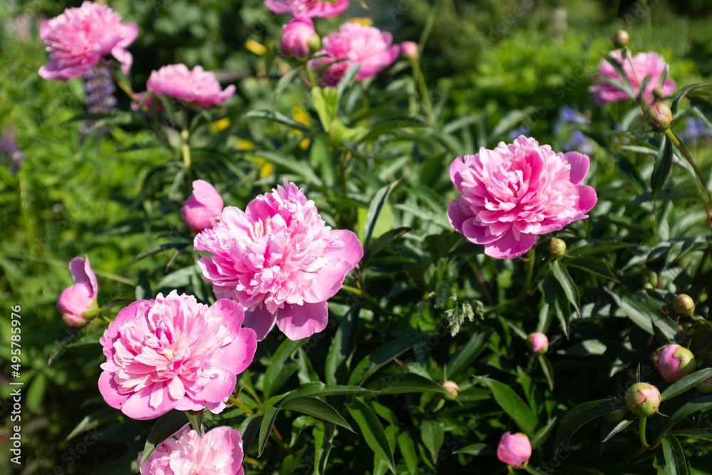 Pink fresh peonies bush in the summer garden at the sunny day, selective focus. Natural floral background. Picture for post, screensaver, wallpaper, postcard