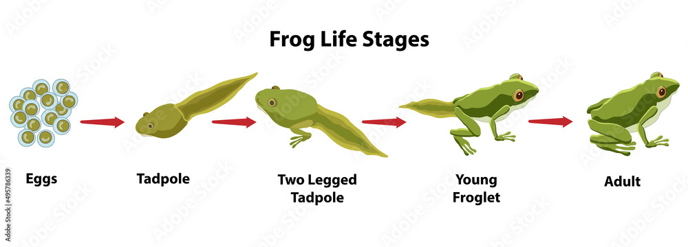 Frog Life Stages from frog eggs to tadpole to adult frog. Metamorphosis of  an amphibian. Stock Vector