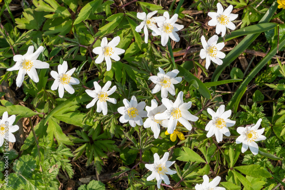 Wood anemone (anemone nemorosa) flowers in bloom