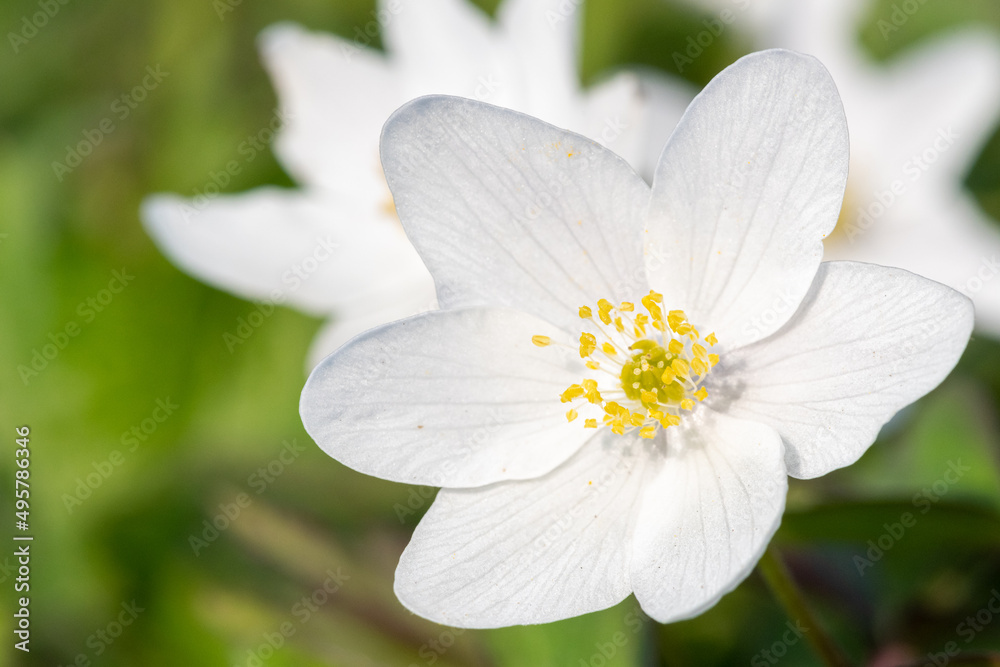 Wood anemone (anemone nemorosa) flowers in bloom Wood anemone (anemone nemorosa) flowers in bloom