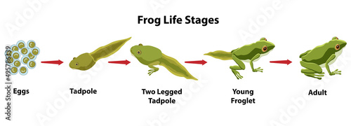 Frog Life Stages from frog eggs to tadpole to adult frog. Metamorphosis of an amphibian.