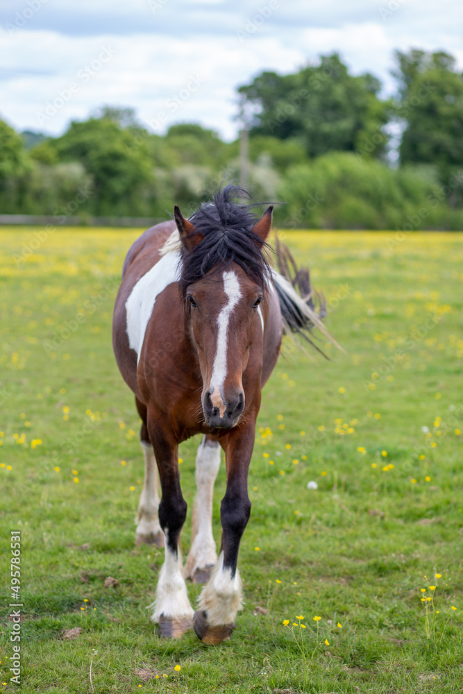 A horse in the field