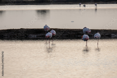 Kuba-Flamingo Phoenicopterus ruber Salinas del Odiel Huelva Spanien photo