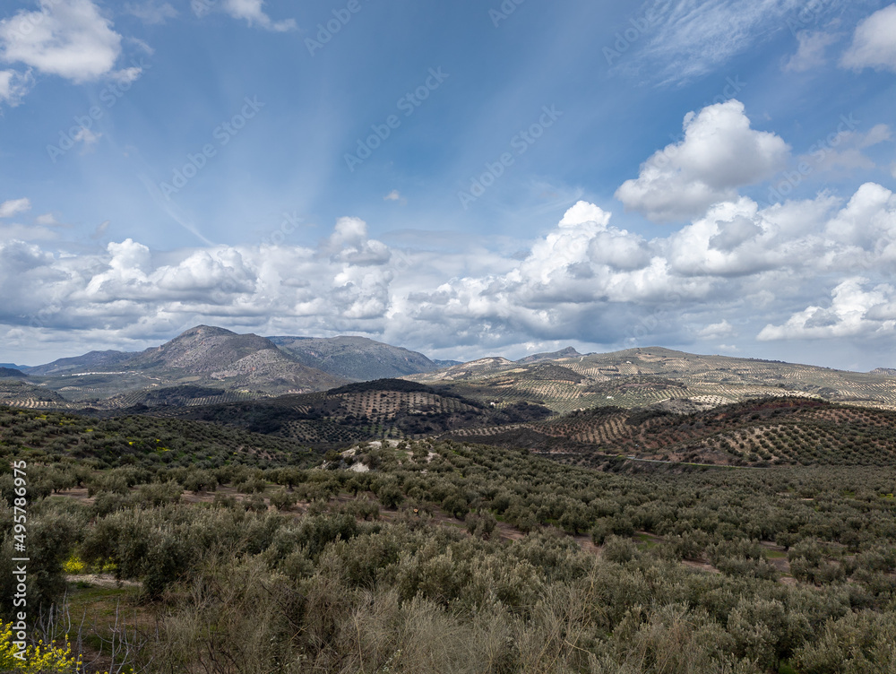 paysage sur les collines couvertes d'oliviers en Espagne