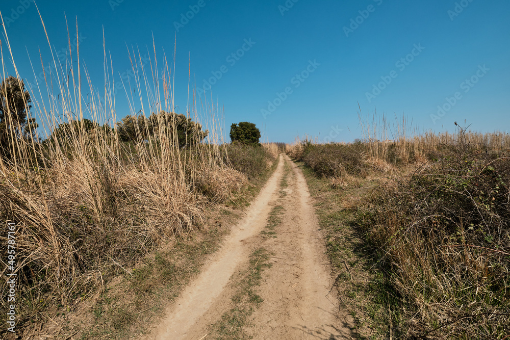 Naklejka premium path in the field