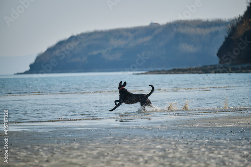 black dog runing in the shalow water photo