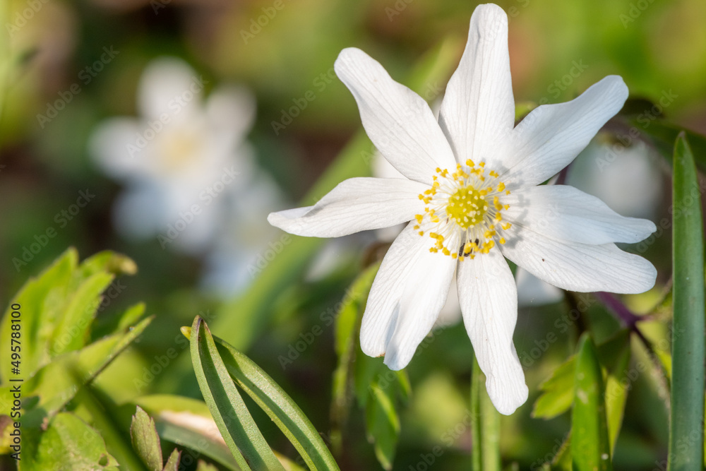 Wood anemone (anemone nemorosa) flowers in bloom