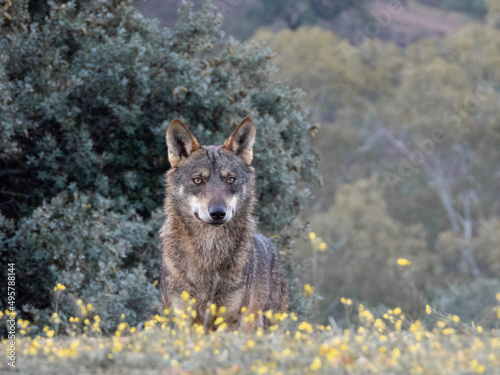 Selective of an Iberian wolf (Canis lupus signatus) in a forest photo
