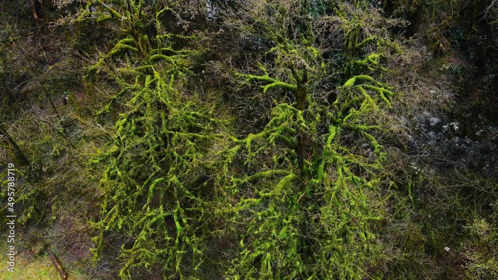 Tree in subtropics completely entangled in evergreen climbing liana Tree in subtropics completely entangled in evergreen climbing liana