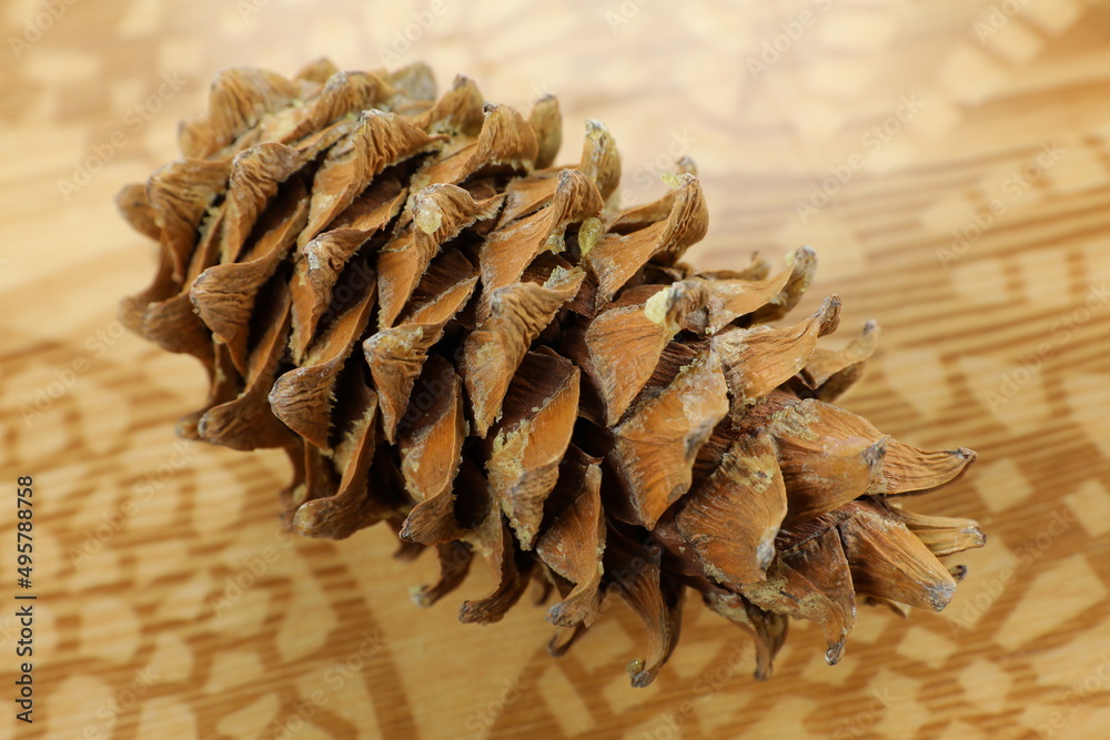 Fototapeta premium pine nut cone cedar nuts are a useful natural product