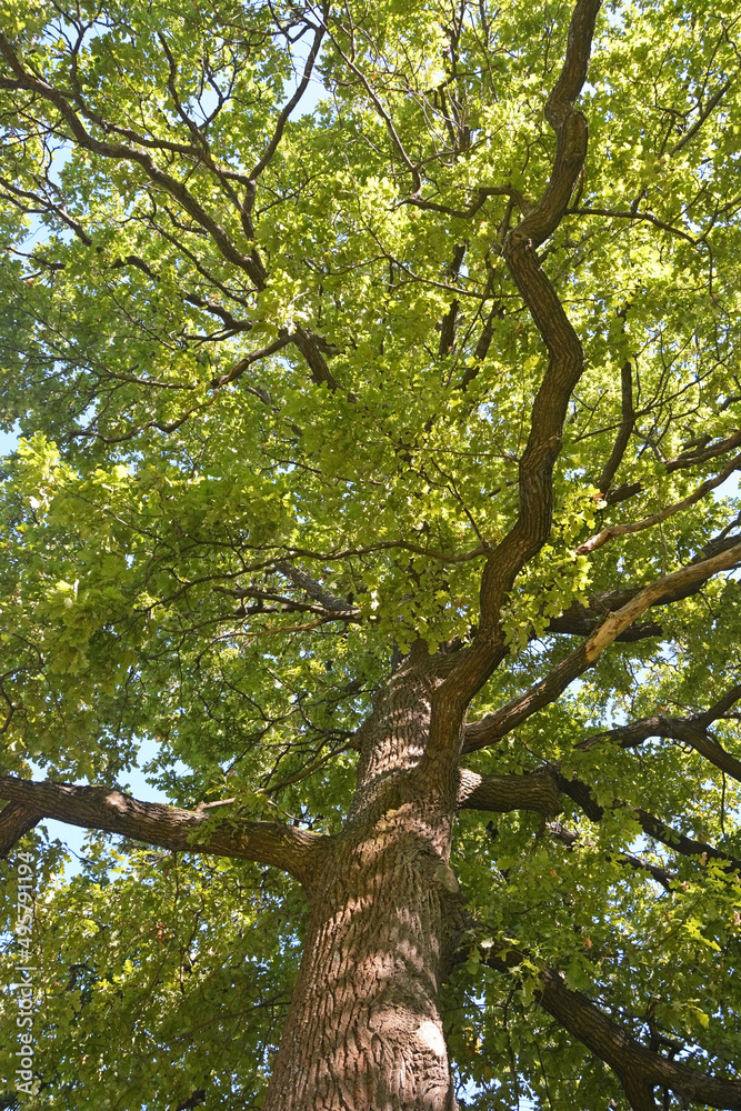 Big oak tree at summer season at sunny day Big oak tree at summer season at sunny day