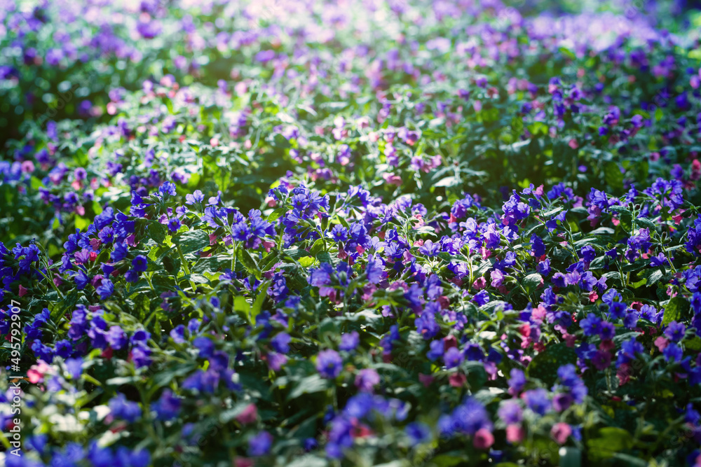 Lungwort close-up. Blue and purple inflorescences. Fields of blue Pulmonaria flowers in sunlight. Beautiful flowers on a blurred background. Floral spring wallpaper Lungwort close-up. Blue and purple inflorescences. Fields of blue Pulmonaria flowers in sunlight. Beautiful flowers on a blurred background. Floral spring wallpaper